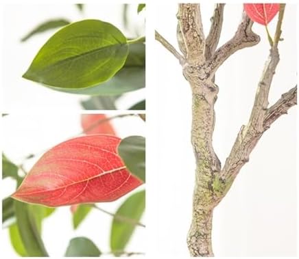 Realistic Artificial Tree Camphor Plant