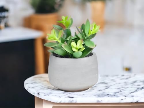 Curved artificial Succulent Plant for Home Decor