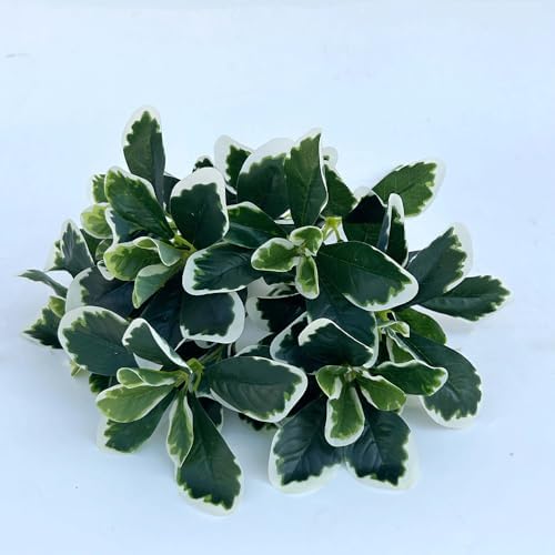 3PCS Artificial Baby Schefflera Shrubs