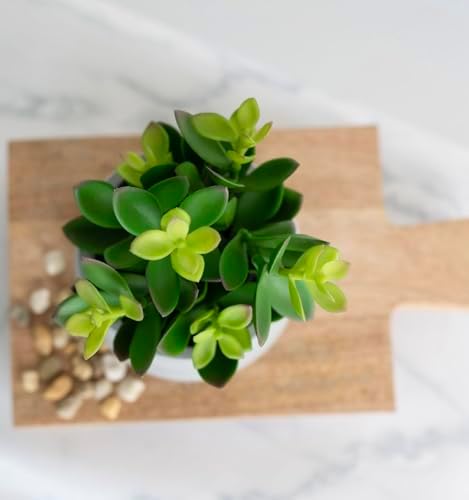 Curved artificial Succulent Plant for Home Decor