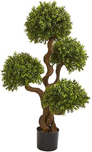 35 Boxwood Boxart Topiary