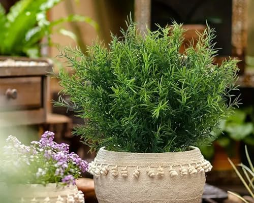 Bustling Greenery 20Pcs Rosemary Bushes for Outdoor Use