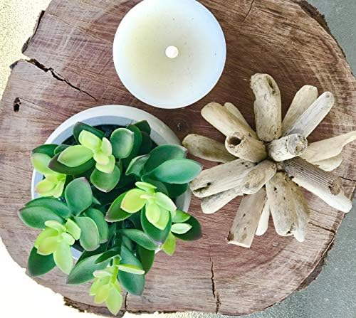 Curved artificial Succulent Plant for Home Decor