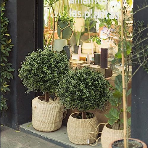 Set of 2 Decor Boxwood Ball Topiary 245